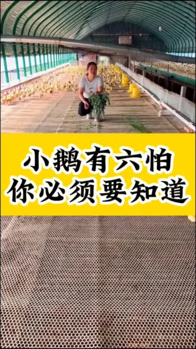 #养鹅技术分享#养鹅人#科学养鹅