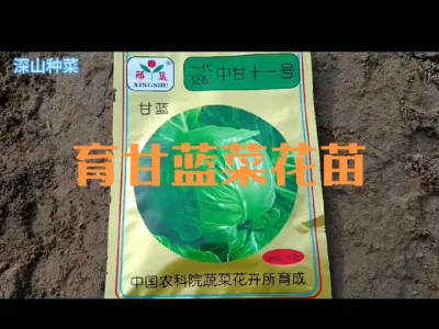 现在可以室外拱棚育甘蓝菜花西兰花苗了#花椰菜甘蓝西兰花