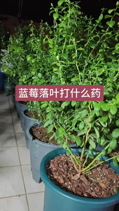 蓝莓病虫害打什么药，蓝莓的养护过程 #蓝莓种植 #蓝莓养护 #蓝莓病虫害 #种蓝莓 #蓝莓种植技术