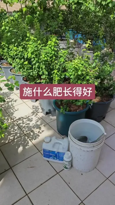 种蓝莓怎么施肥，施什么肥蓝莓长的快，蓝莓的养护方法#蓝莓种植 #种蓝莓 #蓝莓养护 #蓝莓施肥 #蓝莓苗