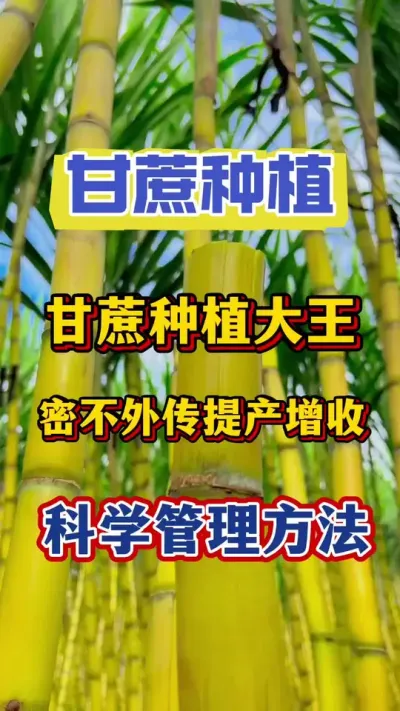 甘蔗种植大王蜜不外传的甘蔗提产增收的科学管理方法#甘蔗种植#甘蔗施肥#甘蔗