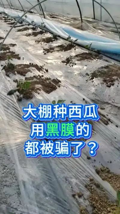 大棚种西瓜，用黑膜都被骗了？ #西瓜管理 #大棚西瓜 #服务三农支持三农 #西瓜种植 #西瓜