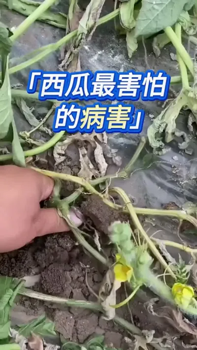 种西瓜，提前预防它 #创作灵感 #西瓜管理 #大棚西瓜种植技术 #西瓜种植技术 #种西瓜