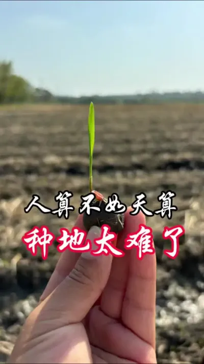 人算不如天算#农民种地不容易