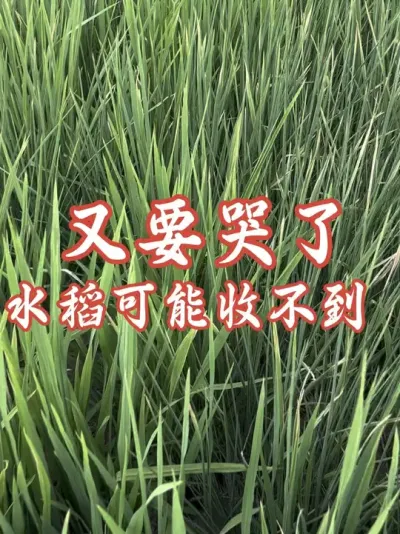 唉，地不能种了，全靠天收#分享农业知识帮农民增产增收 #老百姓关心的话题