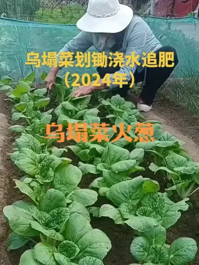 乌塌菜如何划锄浇水追肥