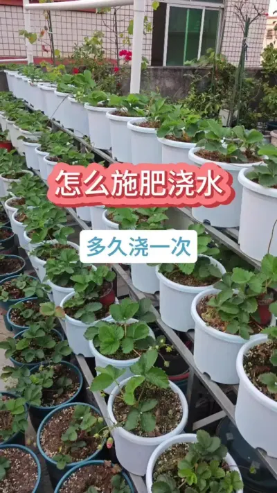 种草莓怎么施肥浇水，草莓的养护方法，草莓的种植过程 #草莓苗 #种草莓 #草莓养护 #草莓施肥 #盆栽草莓