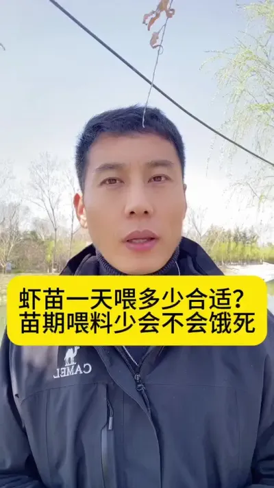 虾苗一天喂多少合适？苗期喂料少会不会饿嘎呢？#南美白对虾 #冬棚养虾 #高位池养殖 #小棚养虾 #创作灵感