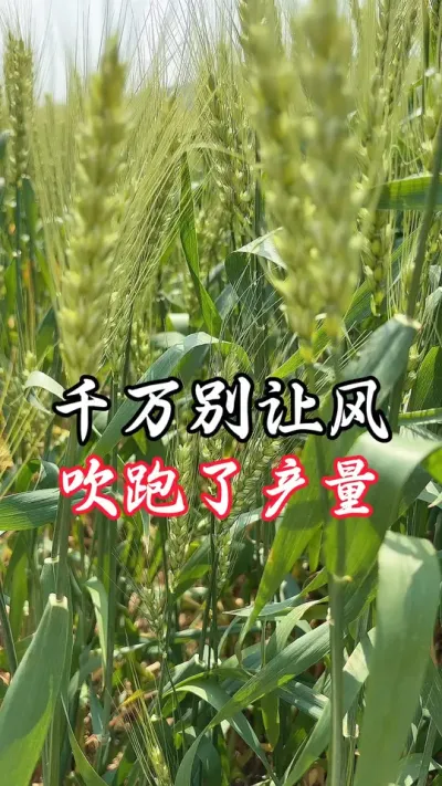 管不住风，管不住高温，只能打叶面肥#分享农业知识帮农民增产增收 #老百姓关心的话题