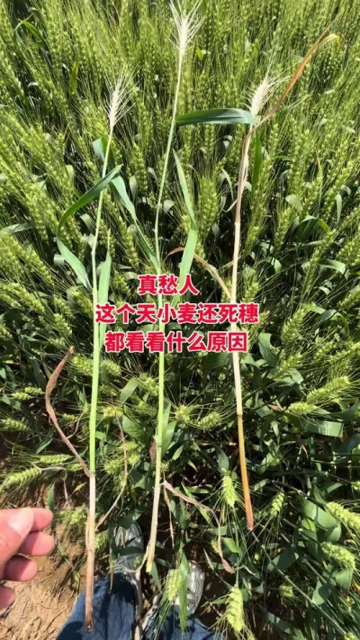 小麦穗子又死了，怎搞哟。愁人#分享农业知识帮农民增产增收 #田间地头走一走