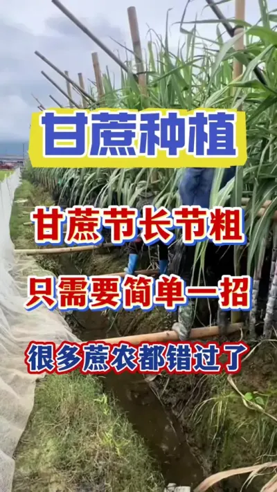 甘蔗想要开场增粗并没有那么难，只需要简单的一部轻松实现节长节粗糖分充值，而且还能提前上市抢占高价市场#甘蔗种植#甘蔗拔节#甘蔗
