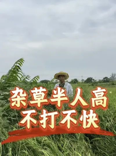 杂草半人高，走都走不通，现在草老、草大，草甘膦加点量，效果会更好#分享农业知识帮农民增产增收 #老百姓关心的话题
