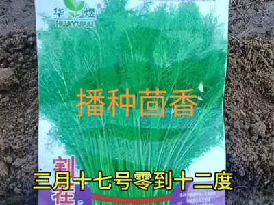 如何播种茴香#小茴香