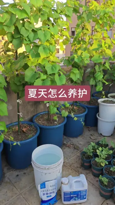 葡萄的养护方法，葡萄怎么种植，葡萄怎么施肥，新手怎么种葡萄#葡萄种植 #葡萄种植技术 #种葡萄 #葡萄养护 #葡萄苗