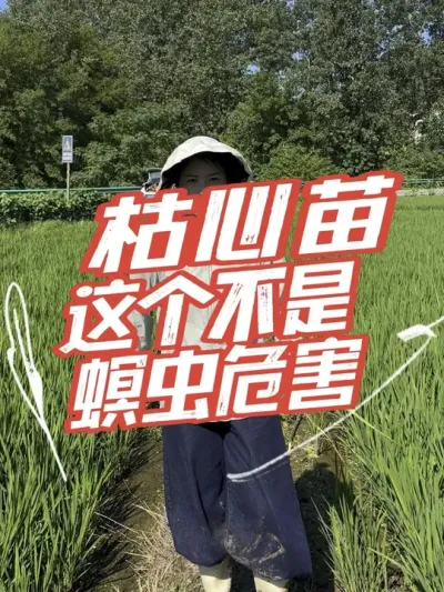 枯心的原因有很多，不一定都是螟虫的危害，进来看看#分享农业知识帮农民增产增收 #老百姓关心的话题