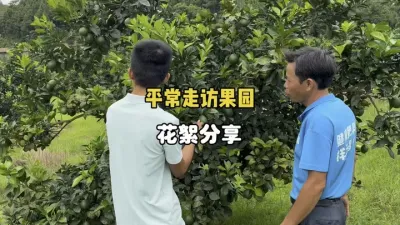 高温天气给柑橘打药要谨防药害 #三农 #柑橘种植 #果园管理 #农业 #药害 