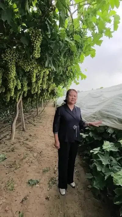 #优质农产品 #葡萄种植 #抖音新农人 #强烈推荐