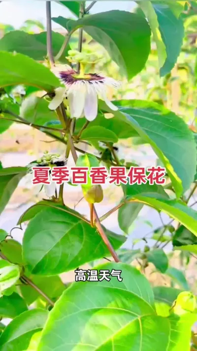 夏季百香果保花难怎么办？#百香果种植 #百香果种植技术 #黄金百香果种植技术 #百香果保花保果 #浩伟方