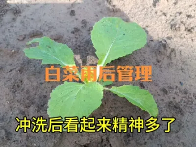 大白菜青萝卜大雨后的管理