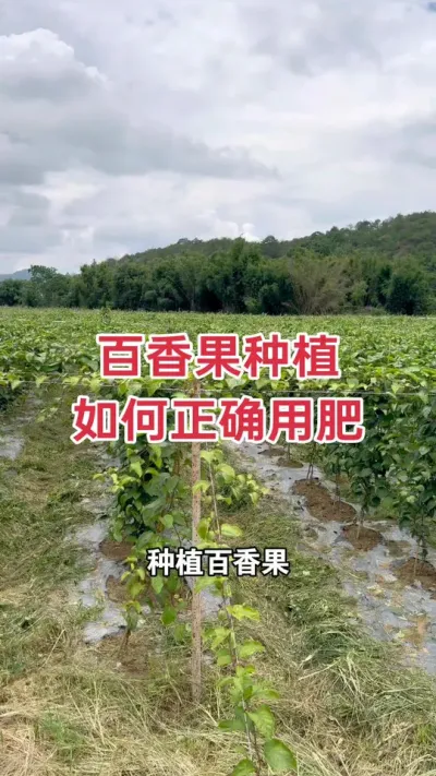 百香果种植 如何正确用肥#百香果种植 #百香果种植技术 #黄金百香果种植技术 #百香果 #浩伟方