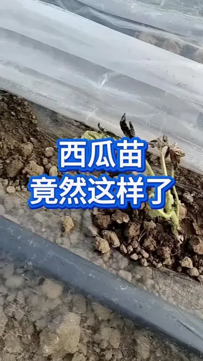 拔了重来好？还是抗着好？ #创作者中心 #创作灵感 #种西瓜 #西瓜管理 #西瓜种植技术