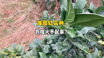 为什么赣南龙回红这个品种始终没能推广起来？ #三农 #农业技术 #柑橘种植 #果树管理 #赣南脐橙 