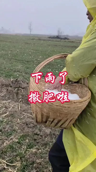 下雨，撒肥啦！#干旱