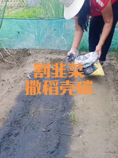 寒露前割韭菜撒稻壳碳