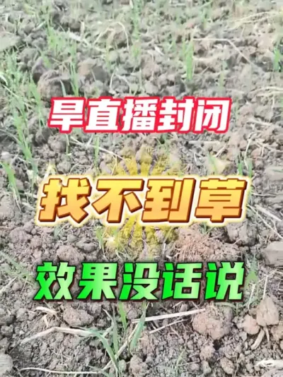 担心效果的，自己带回家试#旱直播封闭除草