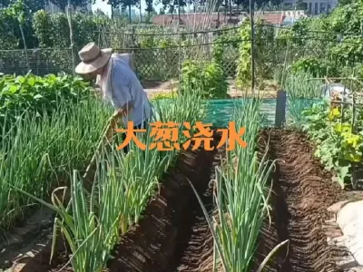 冬储大葱八月份到收获前如何浇水