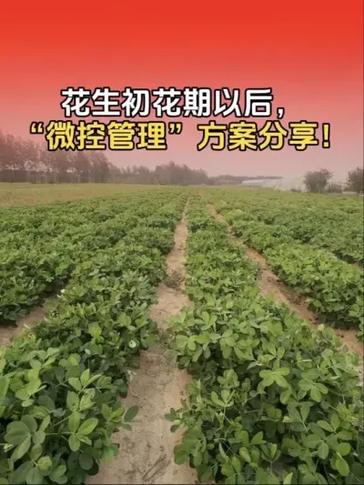 花生进入初花期以后，&ldquo;微控管理&rdquo;高产配方分享。#花生种植 #花生高产 #花生高产全程模式化管理 #分享农业知识帮农民增产增收 #农业知识