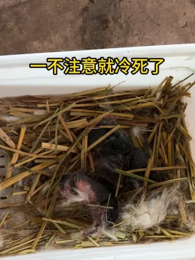 伤心哦#自繁自养 #肉兔养殖 #养兔人 #我的养殖生活 #兔子