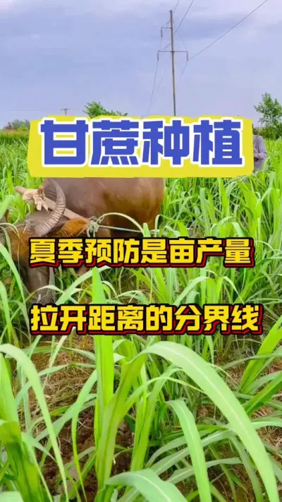 原来真正拉开甘蔗亩产量距离的在于夏季的防护#甘蔗 #甘蔗种植 #甘蔗管理