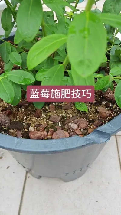 种蓝莓怎么施肥，蓝莓的施肥方法，新手怎么养护蓝莓#蓝莓种植 #蓝莓种植技术 #盆栽蓝莓苗 #种蓝莓 #蓝莓苗