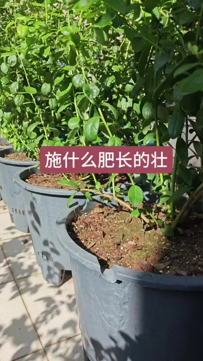 蓝莓施什么肥可以多长基生枝，蓝莓的养护过程和施肥方法，施平衡肥和高氮肥有什么区别#蓝莓种植 #蓝莓养护 #蓝莓施肥 #盆栽蓝莓 #蓝莓苗