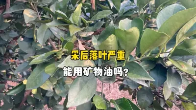 柑橘采果后落叶严重，可以用矿物油清园吗？ #柑橘种植 #果树管理 #农业种植 #清园 #三农 