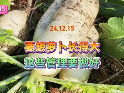 做好这些注意点露天种的萝卜才能长得大，做了个总结需要的收藏 #三农 #种植小技巧 #田园生活乐趣多 #农村生活 #自己种的纯天然的绿色蔬菜 