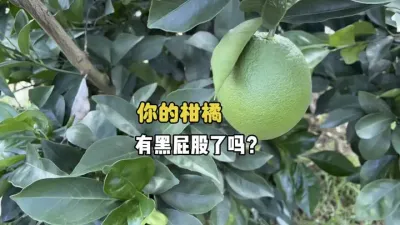9月份了，赶紧去检查你家柑橘有没有黑屁股 #三农 #柑橘种植 #农业种植 #果树管理#果锈 