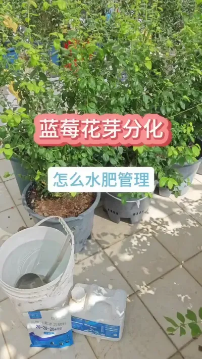 蓝莓的养护过程，蓝莓花芽分化怎么施肥，蓝莓种植管理过程#蓝莓苗 #蓝莓种植 #蓝莓养护 #蓝莓施肥 #盆栽蓝莓