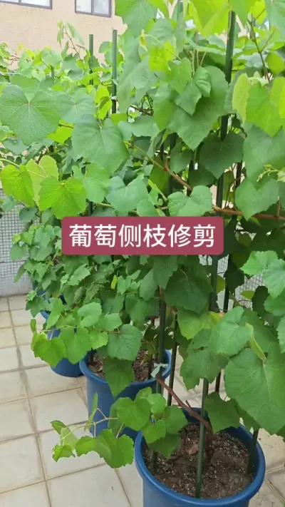 葡萄的修剪方法，葡萄的养护过程，葡萄的种植方法，种葡萄怎么修剪#葡萄种植 #家庭种植 #葡萄苗 #盆栽葡萄 #种葡萄