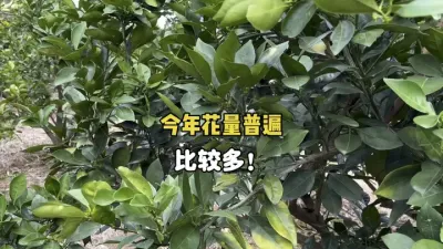 影响柑橘花芽分化和大小年的本质是什么？ #三农 #柑橘种植 #农业 #花芽分化 