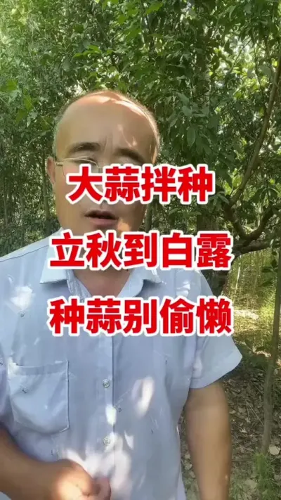 大蒜拌种立秋到白露千万别偷懒#大蒜拌种 #大蒜种植 #大蒜种植技术 #大蒜高产