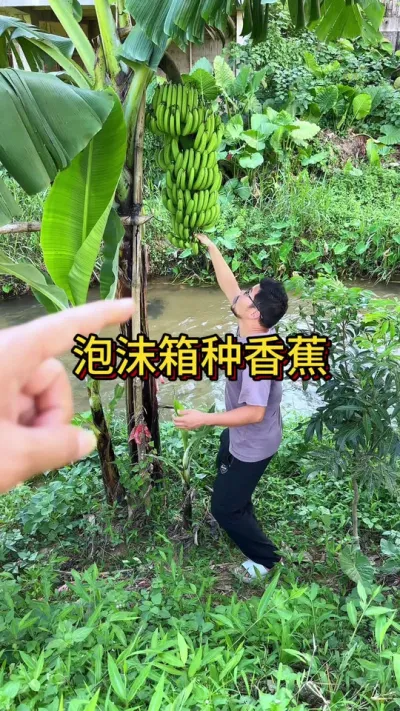 用泡沫箱种香蕉#花卉绿植 #种植小技巧 #养花