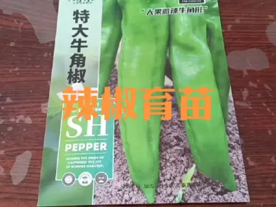 分享一种非常简单的辣椒育苗的方法#辣椒育苗