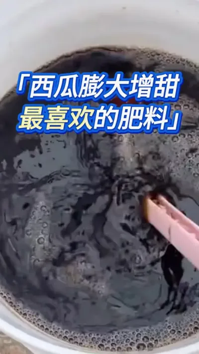 西瓜最喜欢的肥料 #创作灵感 #西瓜管理 #大棚西瓜种植技术 #西瓜种植 #西瓜种植技术