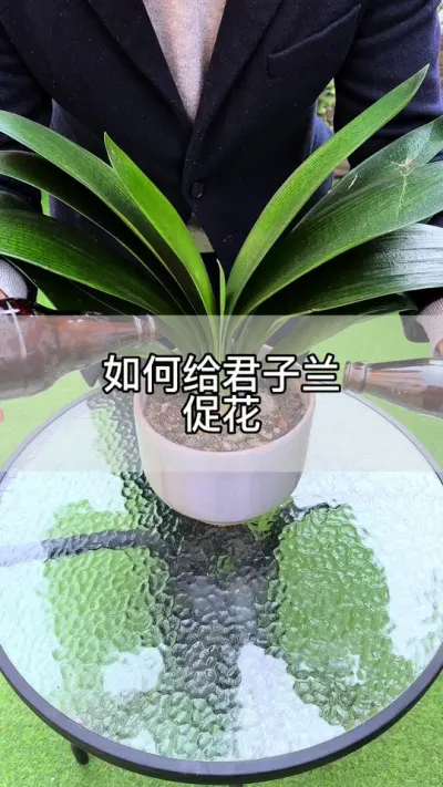 教你如何给君子兰促花#花卉绿植 #养花 #种植小技巧