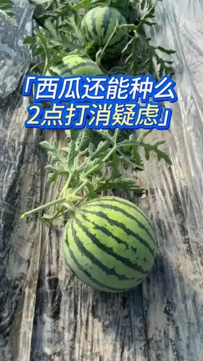 西瓜还能种么今年？ #种西瓜 #西瓜 #瓜农 #西瓜种植
