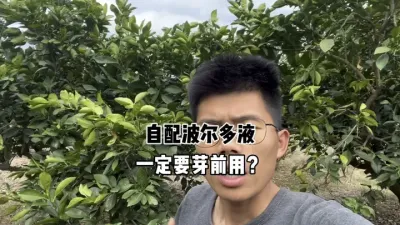 柑橘萌芽后就不能打自配的波尔多液？ #柑橘种植 #三农 #农业 #果树种植 #波尔多液 