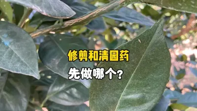 柑橘修剪和打清园药，应该先做哪个？ #农业种植 #柑橘种植 #果树管理 #三农 #清园 