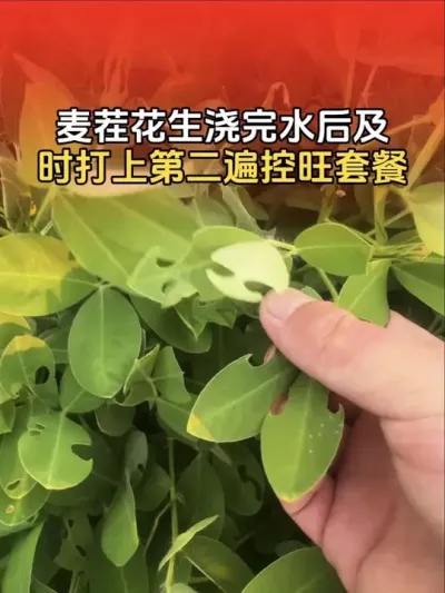 麦茬花生浇完水后，可以打第二遍控旺套餐了，防止旺长造成养分过度消耗。#花生高产 #花生高产种植 #花生种植 #花生种植管理技术 #分享农业知识帮农民增产增收